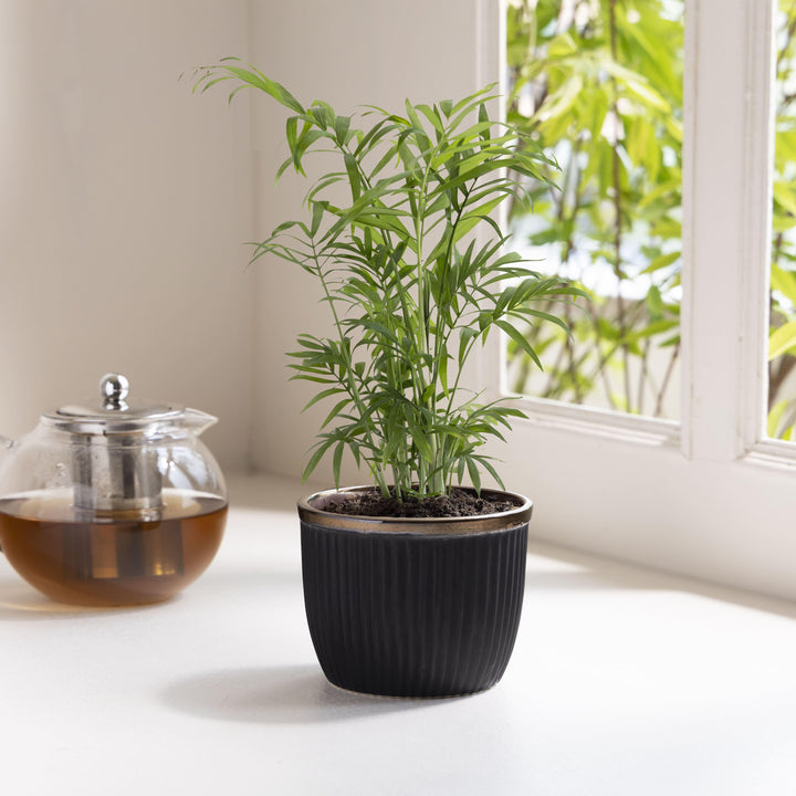 Display image of Handcrafted Top Trimmed ceramic planter with a ribbed texture in a black tone and a black rim, designed for indoor use.