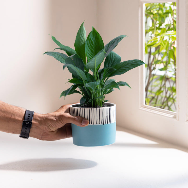 Display image of blue and white ceramic planter with vertical stripe detailing on the upper half and a smooth matte finish.