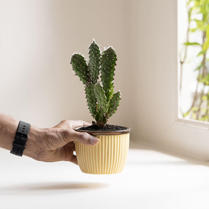 Display image of Handcrafted Top Trimmed ceramic planter with a ribbed texture in a warm yellow tone and a brown rim, designed for indoor use.