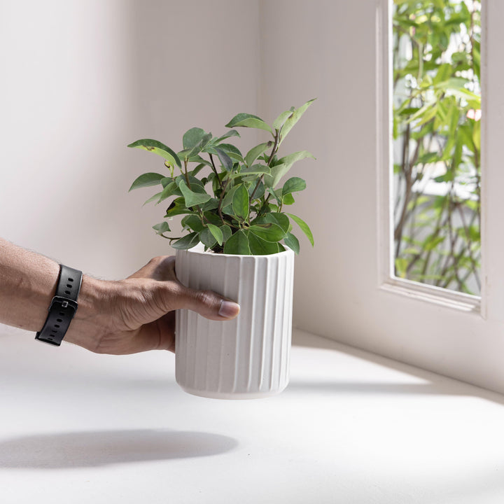 Display image of Potted green plant in a white ribbed ceramic planter placed near a window with natural light.