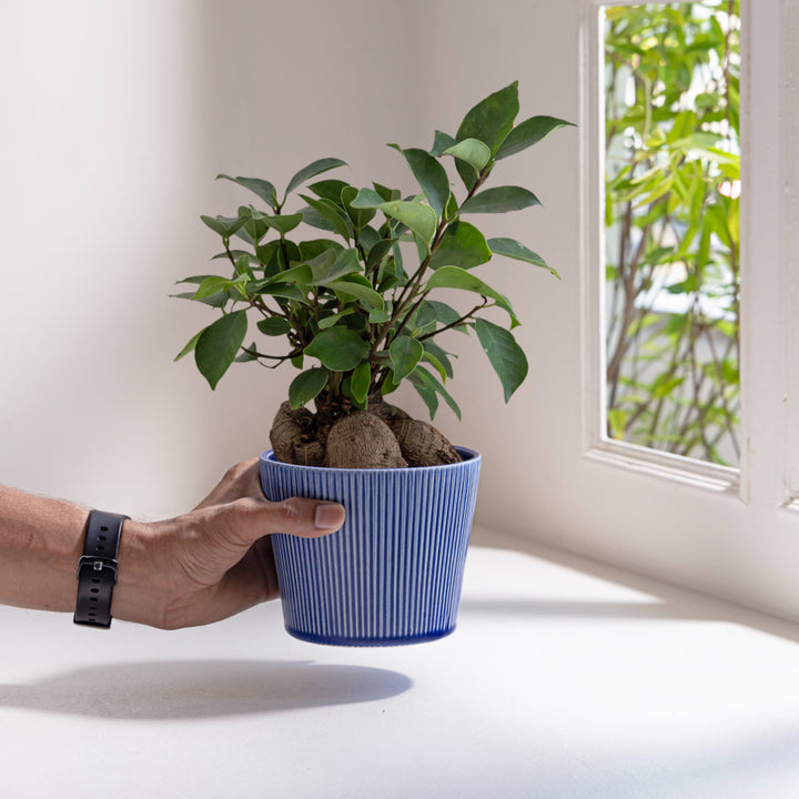 Hand holding a potted plant in a blue ceramic planter with vertical textured lines, near a window with natural light and greenery outside.