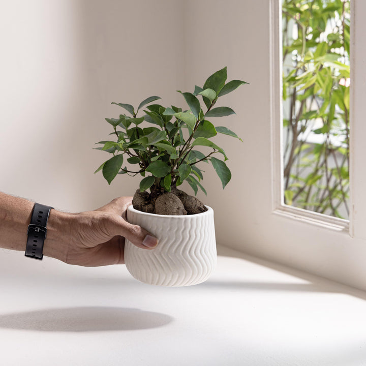 Display image of chalk white  ceramic planter with a wavy textured pattern and matte finish.