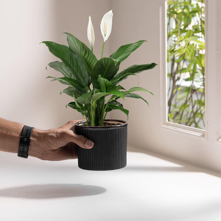 Display image of Black ceramic planter with a ribbed texture and brown rim, featuring a matte finish.