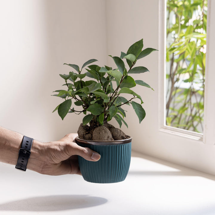 Display image of Handcrafted Top Trimmed ceramic planter with a ribbed texture in a sea green tone tone and a black rim, designed for indoor use.