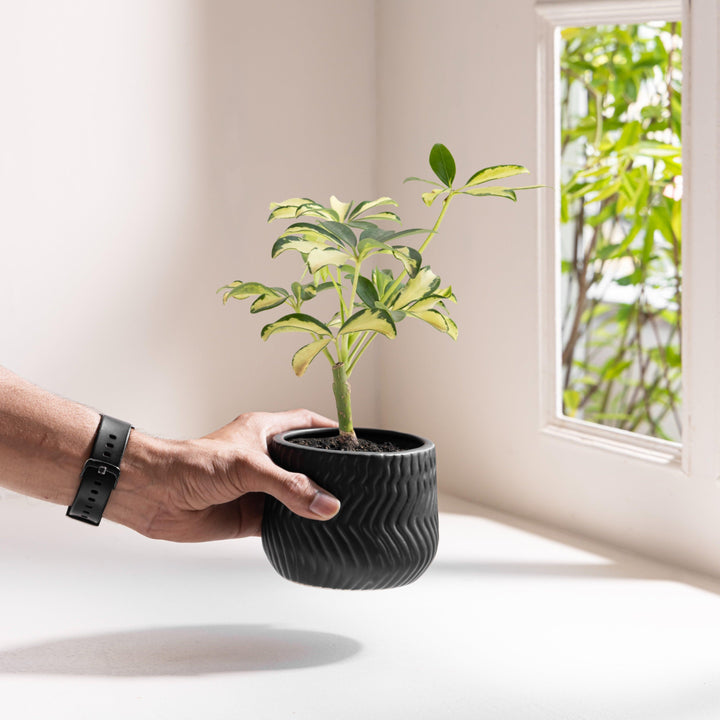 Display image of black ceramic planter with a wavy textured pattern and matte finish.