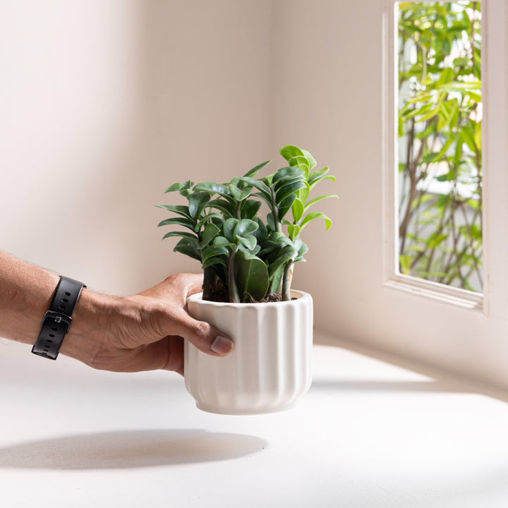 Display image of chalk white ceramic planter with a ribbed texture and glossy finish.