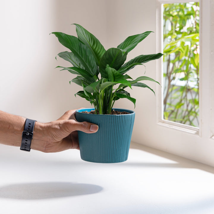 Hand holding a teal ceramic planter with a lush green plant near a window, placed on a white surface with natural lighting.