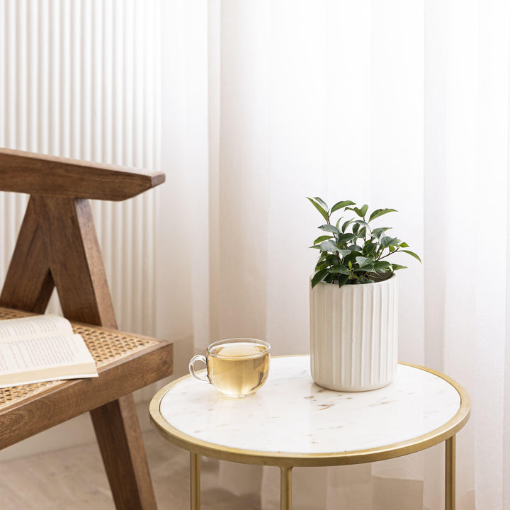 Display image of Potted green plant in a white ribbed ceramic planter placed near a window with natural light.