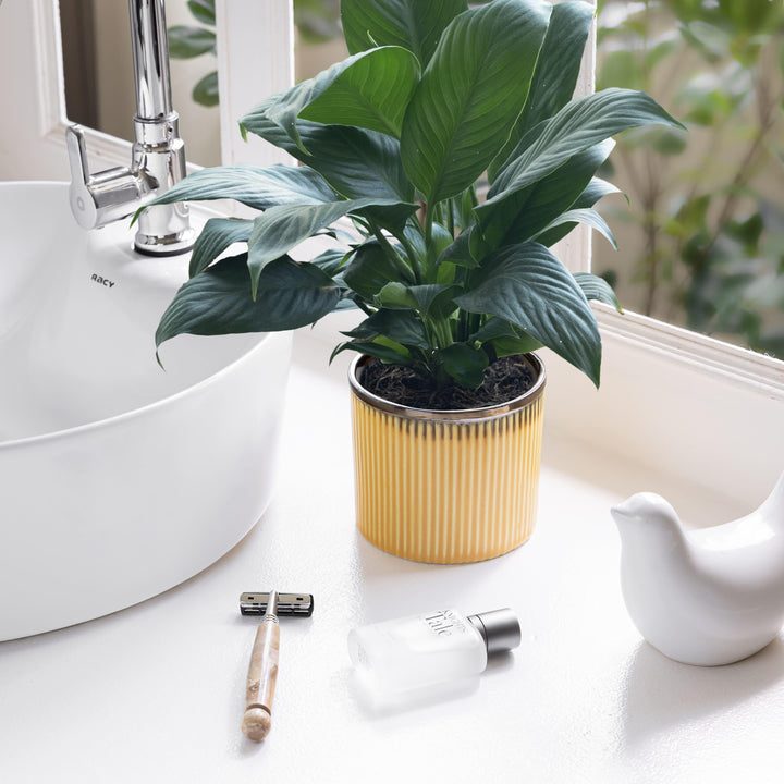 Display image of sunset yellow  ceramic planter with a ribbed texture and brown rim, featuring a matte finish.