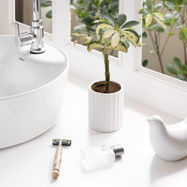 Display image of Potted green plant in a white ribbed ceramic planter placed near a window with natural light.