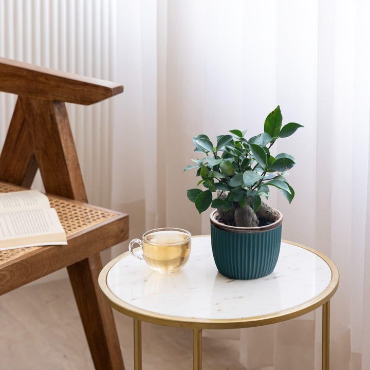 Display image of Handcrafted Top Trimmed ceramic planter with a ribbed texture in a sea green tone tone and a black rim, designed for indoor use.