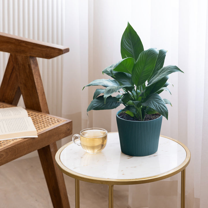 Green ceramic planter with indoor plant placed on a marble-topped table next to a glass cup of tea and a wooden chair with an open book