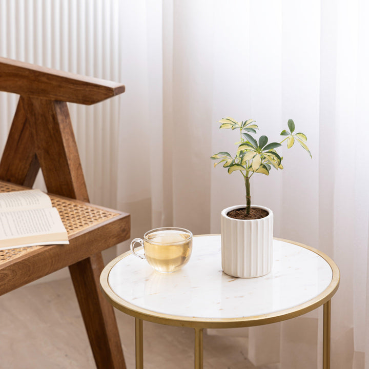 Display image of Potted green plant in a white ribbed ceramic planter placed near a window with natural light.