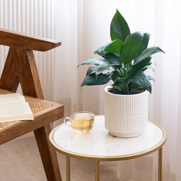 Labyrinth Lines: The Textured White Planter