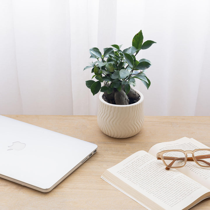 Display image of chalk white  ceramic planter with a wavy textured pattern and matte finish.