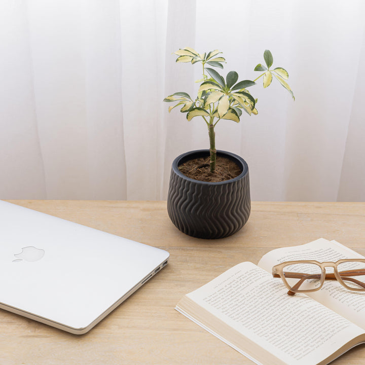 Display image of black ceramic planter with a wavy textured pattern and matte finish.