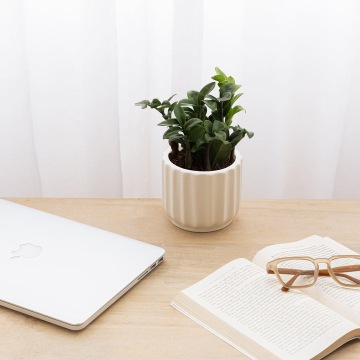 Display image of chalk white ceramic planter with a ribbed texture and glossy finish.