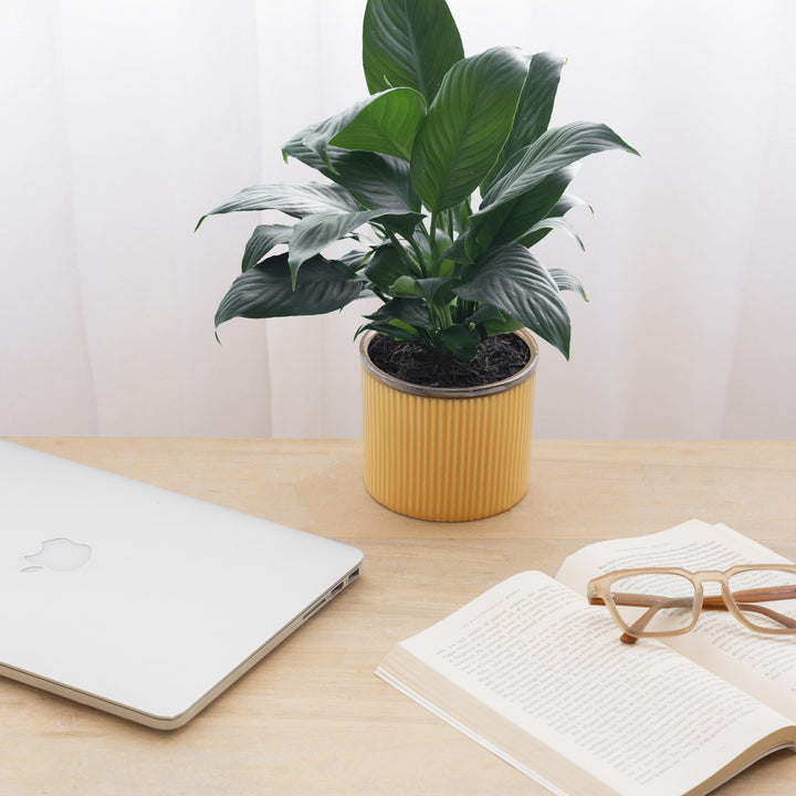 Display image of sunset yellow  ceramic planter with a ribbed texture and brown rim, featuring a matte finish.