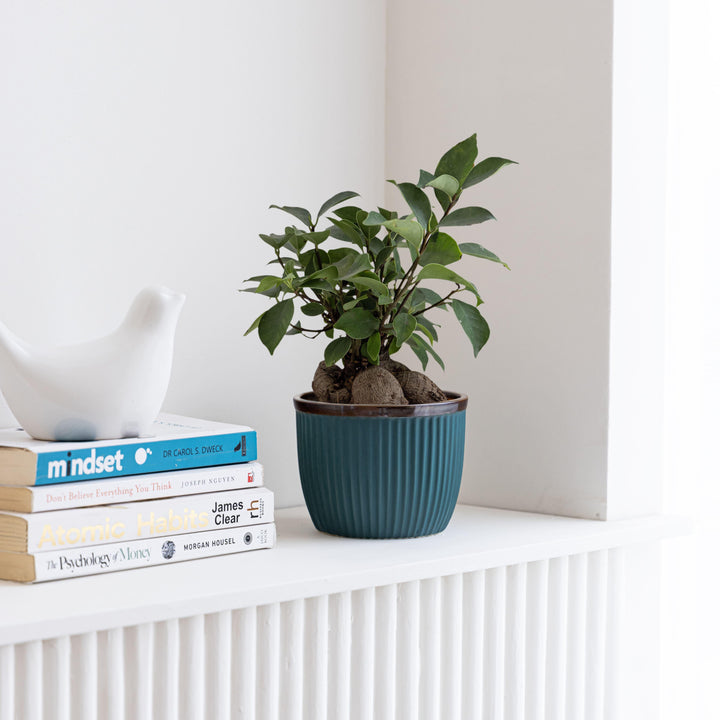 Display image of Handcrafted Top Trimmed ceramic planter with a ribbed texture in a sea green tone tone and a black rim, designed for indoor use.