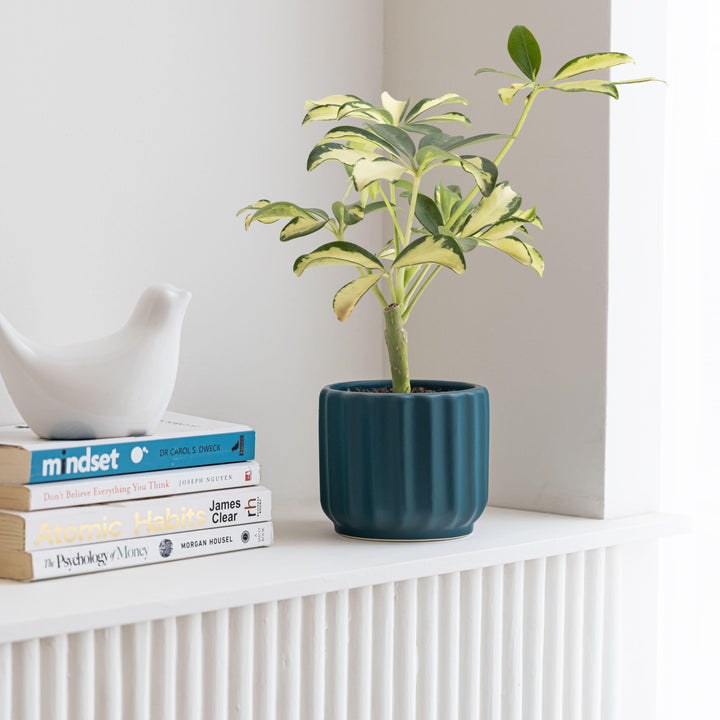 Display image of deep sea green ceramic planter with a ribbed texture and glossy finish.