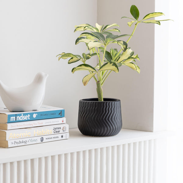 Display image of black ceramic planter with a wavy textured pattern and matte finish.