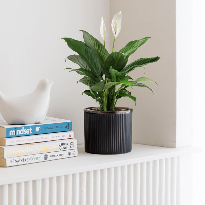 Display image of Black ceramic planter with a ribbed texture and brown rim, featuring a matte finish.