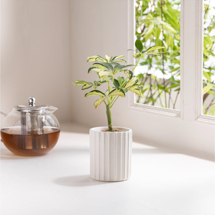 Display image of Potted green plant in a white ribbed ceramic planter placed near a window with natural light.