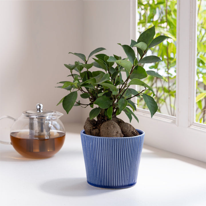 Indoor plant in a blue ceramic planter placed near a window with natural light, accompanied by a glass teapot with brewed tea.