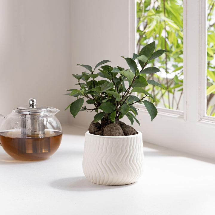 Display image of chalk white  ceramic planter with a wavy textured pattern and matte finish.